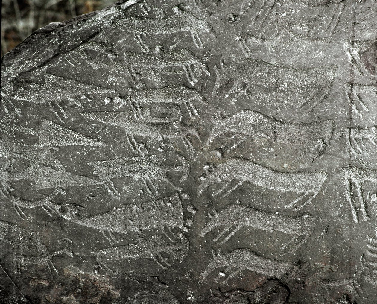 Prehistory, rock art: grave rock of representations of daggers, oxen. Copper age. Eneolithic period (chalcolithic). Roche n. 1. Cemmo (Brescia) Parco archeologico nazionale dei Massi di Cemmo, Italy 作者 史前史前