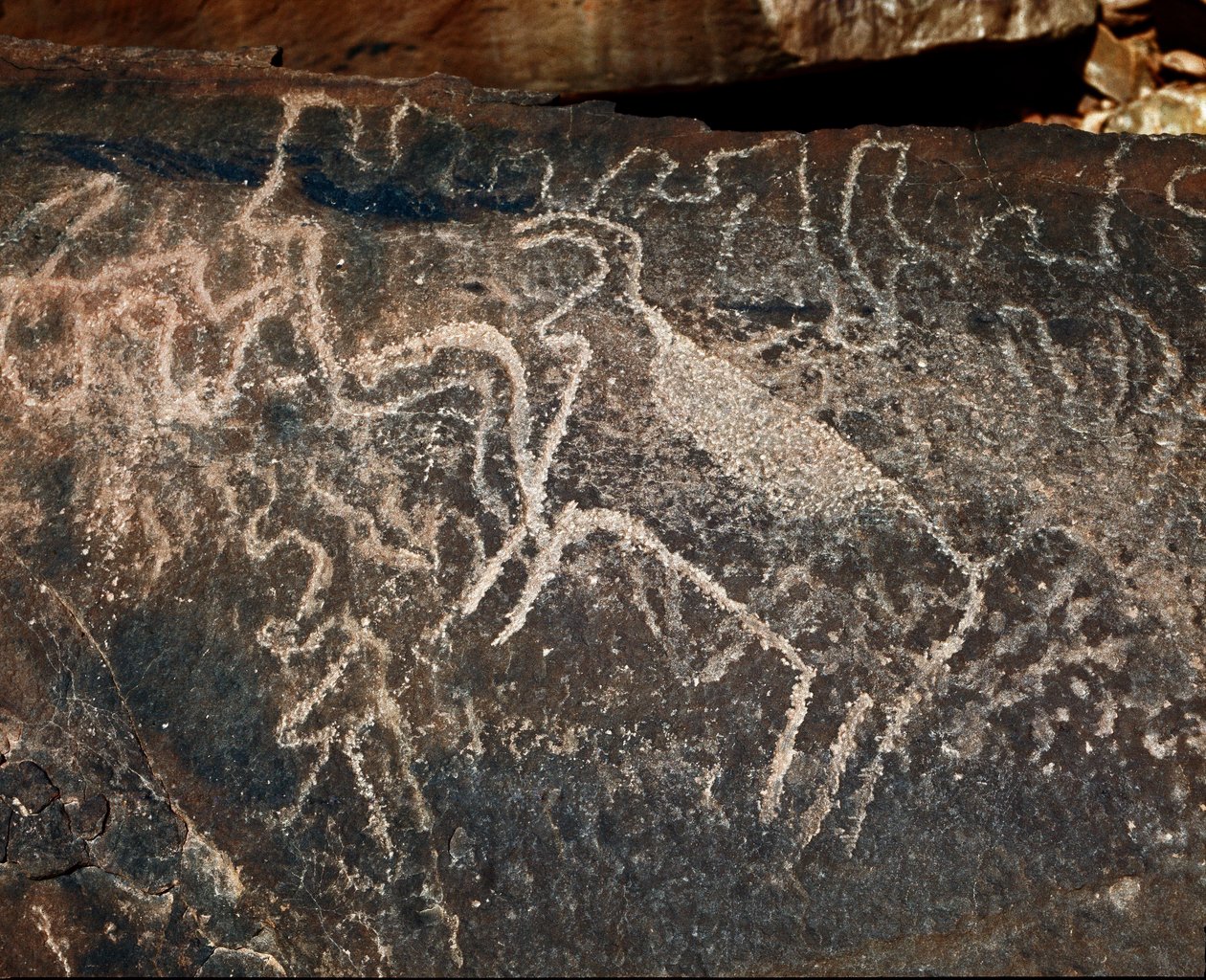 史前，岩画：表现牛的墓岩。塔兹纳风格。石器时代，公元前5000-2000年。阿尔及利亚Haut plateau du Hoggar (Ahaggar), Taghit. 作者 史前史前