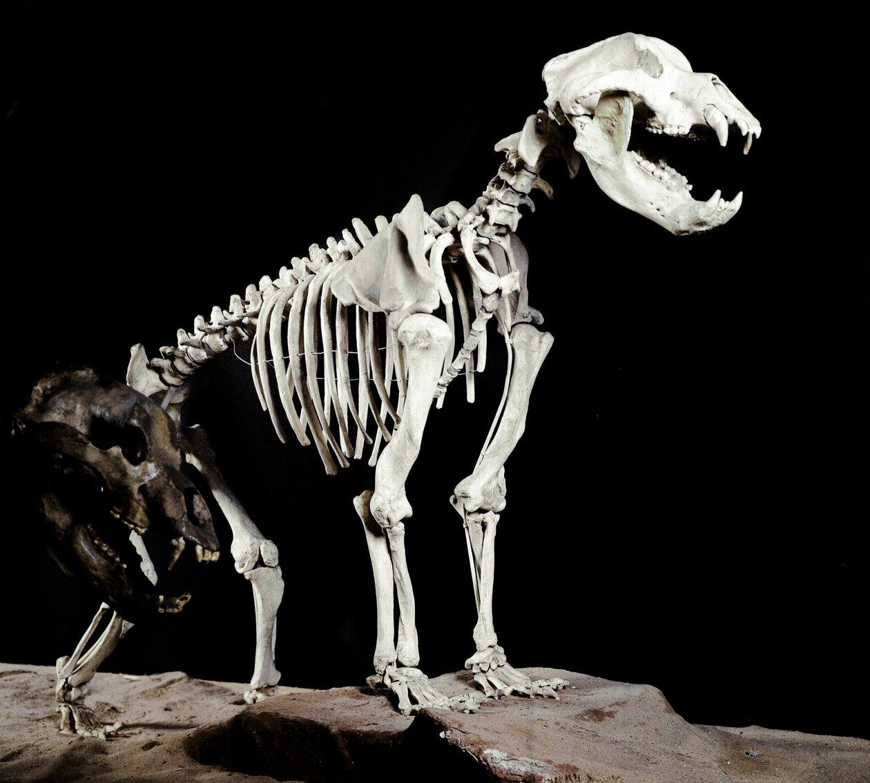 史前史：来自意大利Caves del Bandito a Roaschia 的洞穴熊（Ursus spelaeus）的骨架。 更新世时期。 Museo Civico di storia naturale，米兰 作者 史前史前