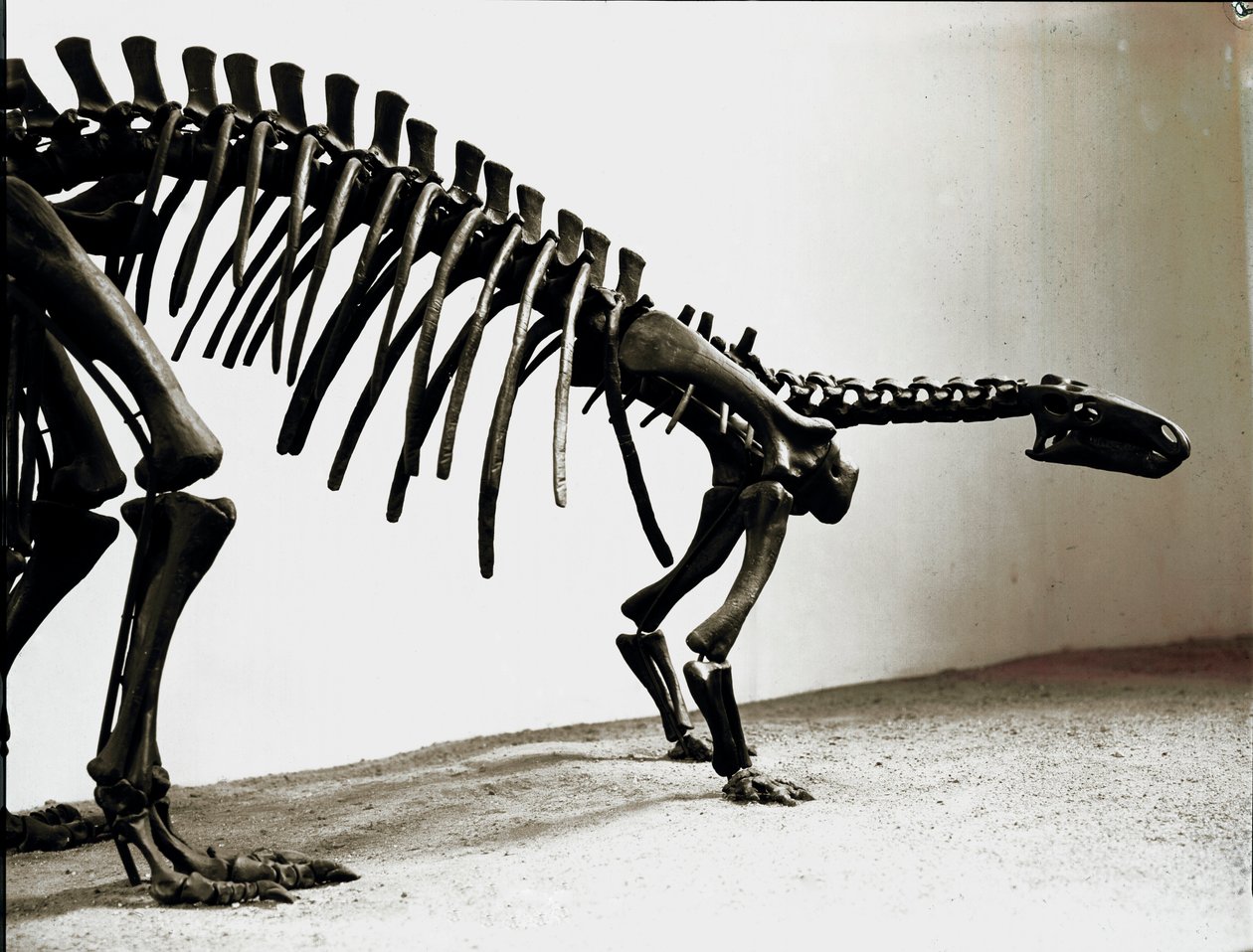史前史：弯曲龙恐龙（Camptosaurus Brownie）的骨架。 上侏罗纪时期。 Museo Civico di storia naturale，米兰 作者 史前史前