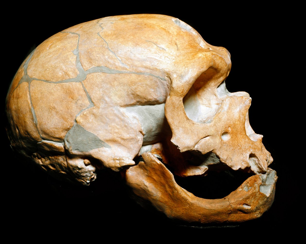 史前：圣徒教堂人的头骨，尼安德特人（Neanderthal或Neandertal：Homo sapiens）的人，旧石器时代。1908年在科雷兹重聚。米兰公民自然博物馆--史前史。人的头骨来自La 作者 史前史前