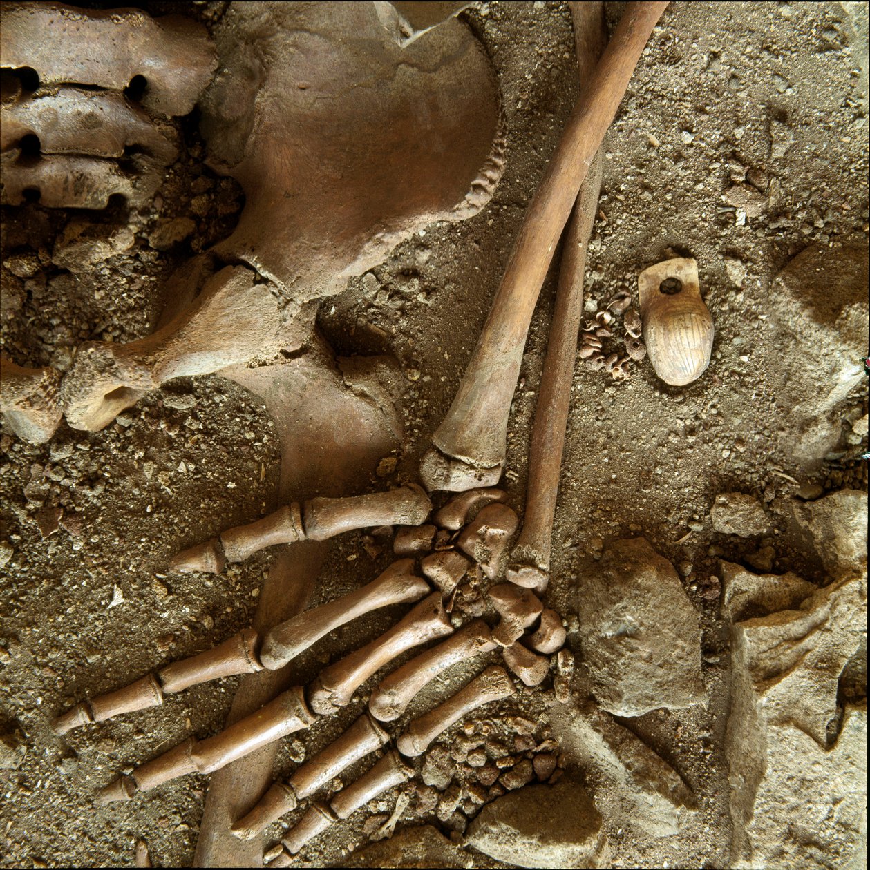 Prehistory: teenage sepulture. Detail view of the funeral trousseau from the cave of Candid Arene (Finale Ligure), Liguria. Upper Paleolithic, 24000 BC. Genes, museo di archeologia ligure 作者 史前史前