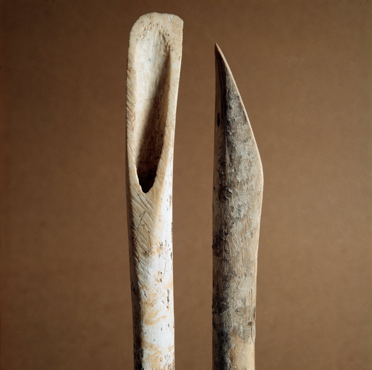 Prehistory: tools to remove bark from shin bones of goat and sheep from the Necropole of Arene Candide (Finale Liguria), Liguria. Middle Neolithic, Stone Age. Genes, museo di archeologia ligure 作者 史前史前