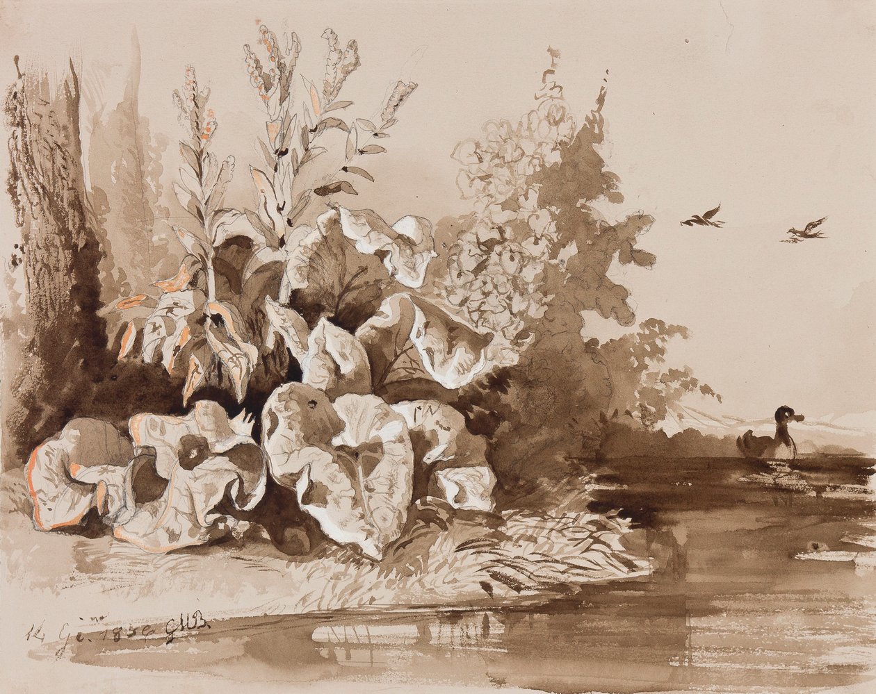 1856年（由铅笔，棕褐色洗涤和水粉在纸上）加入鸭子流的植物研究 作者 盖塔诺亲王玛丽亚·费德里科·迪·博本