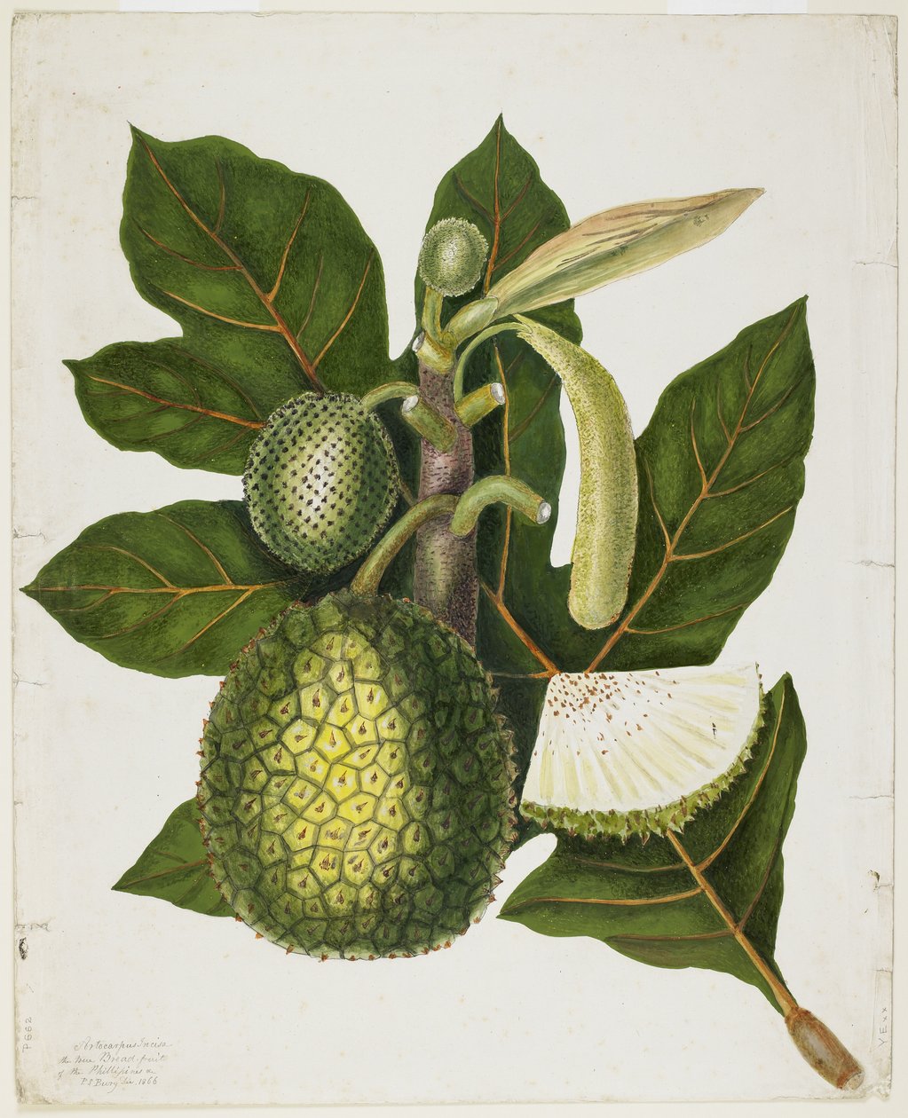 Artocarpus Incisa（菲律宾的真面包果实），1866年12月 作者 普里西拉·苏珊·伯瑞