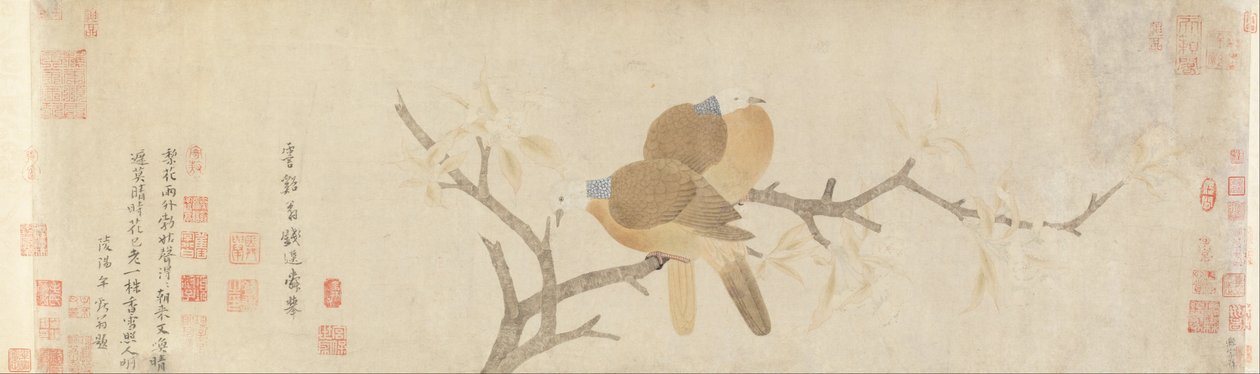 雨后的鸽子和梨花 作者 千轩