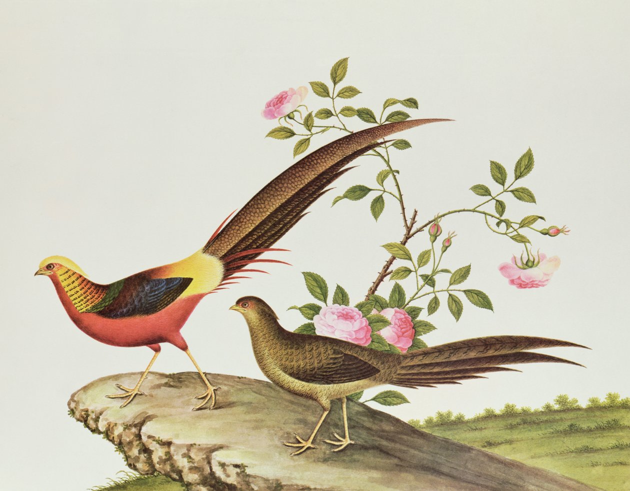 金雉，清肺时期（1736-96）（纸上颜色） 作者 清代中文学校