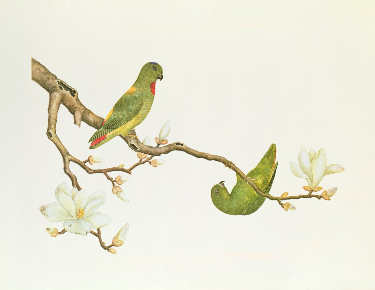 蓝冠鹦鹉，挂在玉兰树枝上，千年时期（1736-1796）（纸上的颜色） 作者 清代中文学校