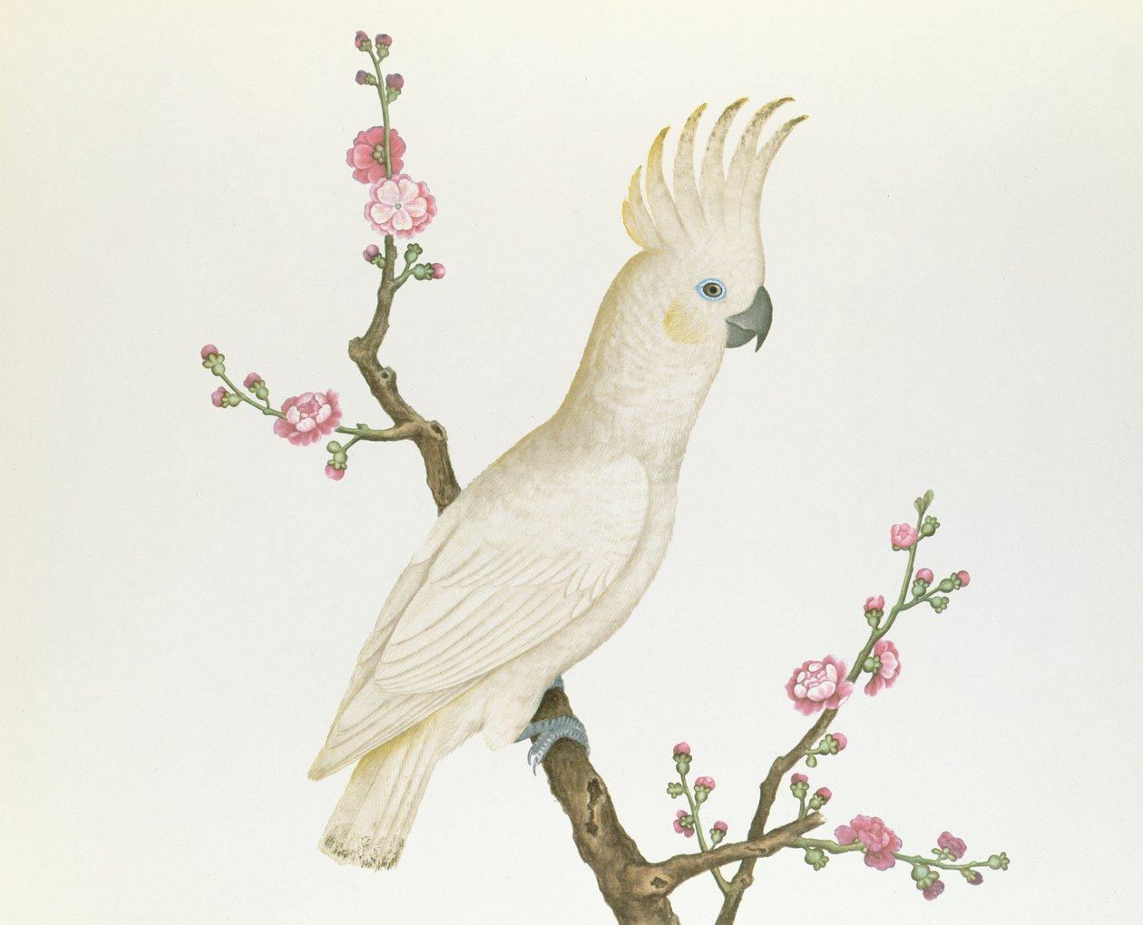 小柠檬凤头鹦鹉，栖息在一枝开花的粳稻，千龙时期（1736-96）（纸上的颜色） 作者 清代中文学校