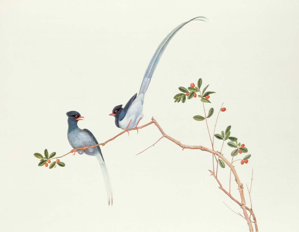 红嘴蓝鹊，在红色浆果的分支上，Ch&39;ien-lung时期（1736-96）（纸上的颜色） 作者 清代中文学校