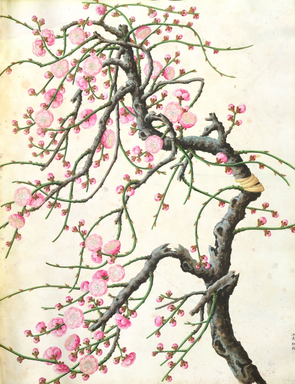 桃花（纸上的颜色） 作者 清代中文学校
