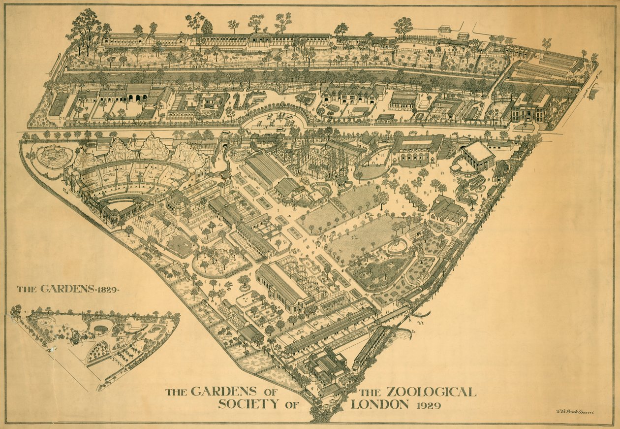 伦敦动物园，摄政公园，威斯敏斯特，1929年 作者 RB布鲁克格里夫斯
