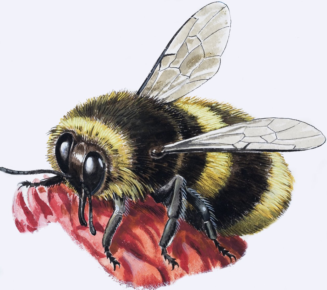 蜜蜂（纸上水粉画） 作者 RB戴维斯
