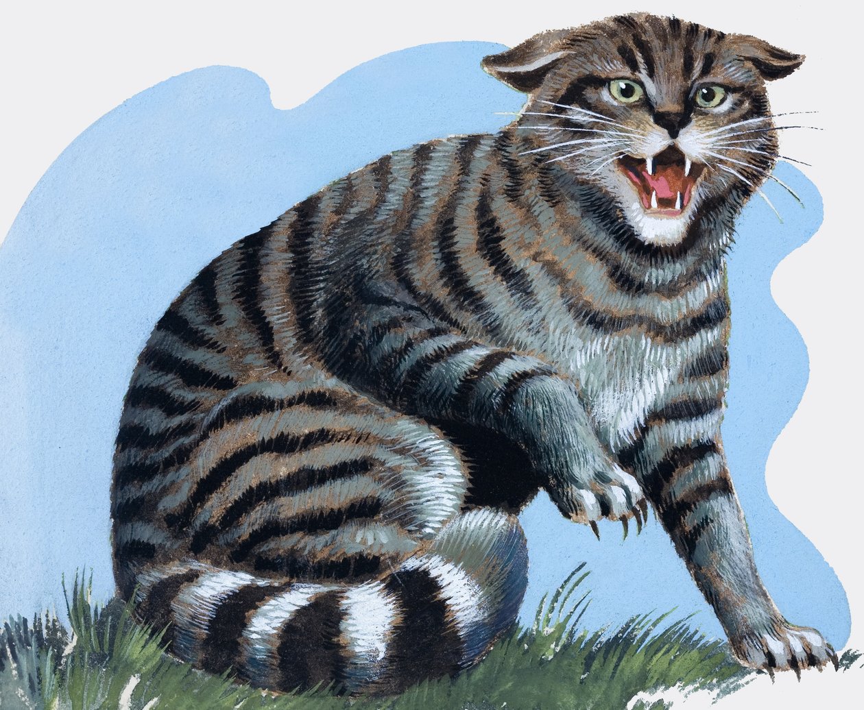 野猫，选自《宝藏 作者 RB戴维斯