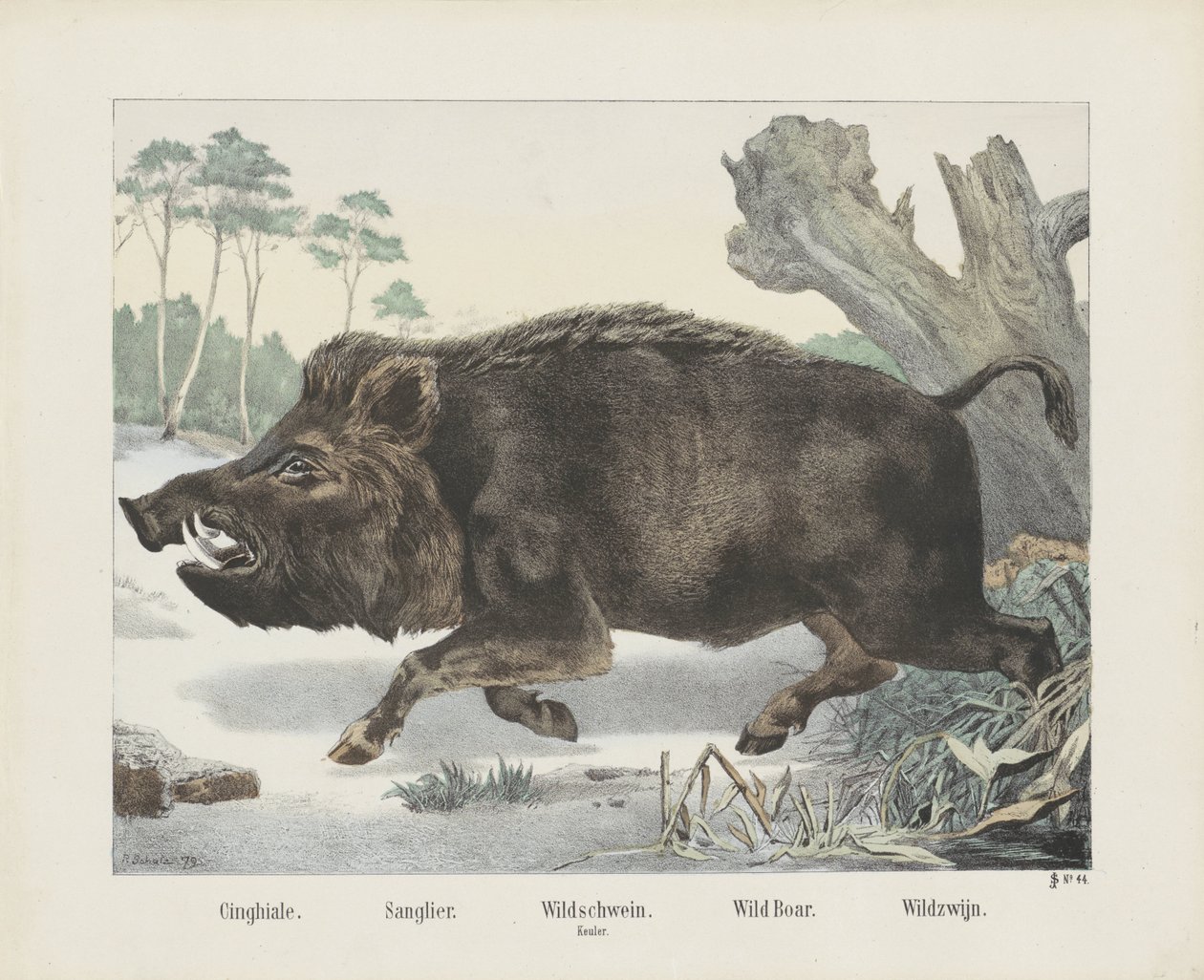 Cinghiale / Sanglier / Wild boar / Keuler / Wild boar./ Wildzwein（物品上的标题） 作者 R舒尔茨