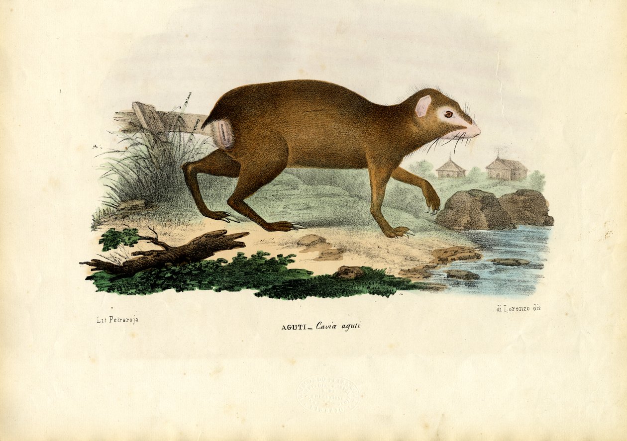 Agouti，1863-79 作者 雷蒙多·彼得罗亚