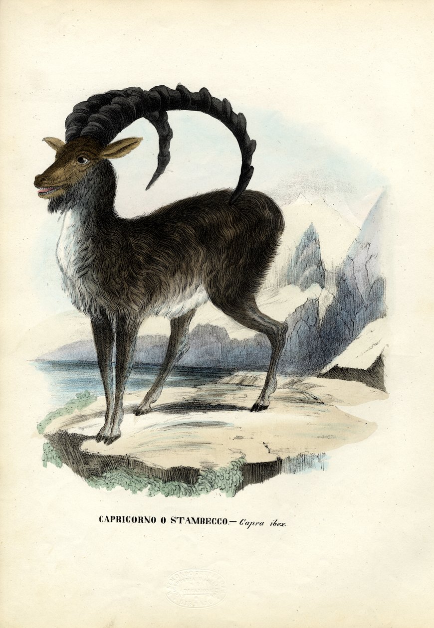 Alpine Ibex，1863-79 作者 雷蒙多·彼得罗亚