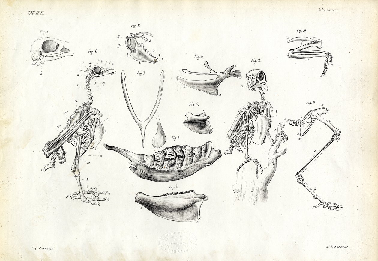 解剖学，1863-79 作者 雷蒙多·彼得罗亚