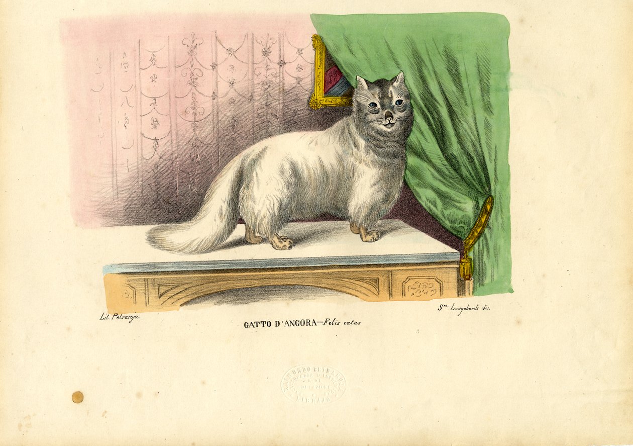 安哥拉猫，1863-79 作者 雷蒙多·彼得罗亚