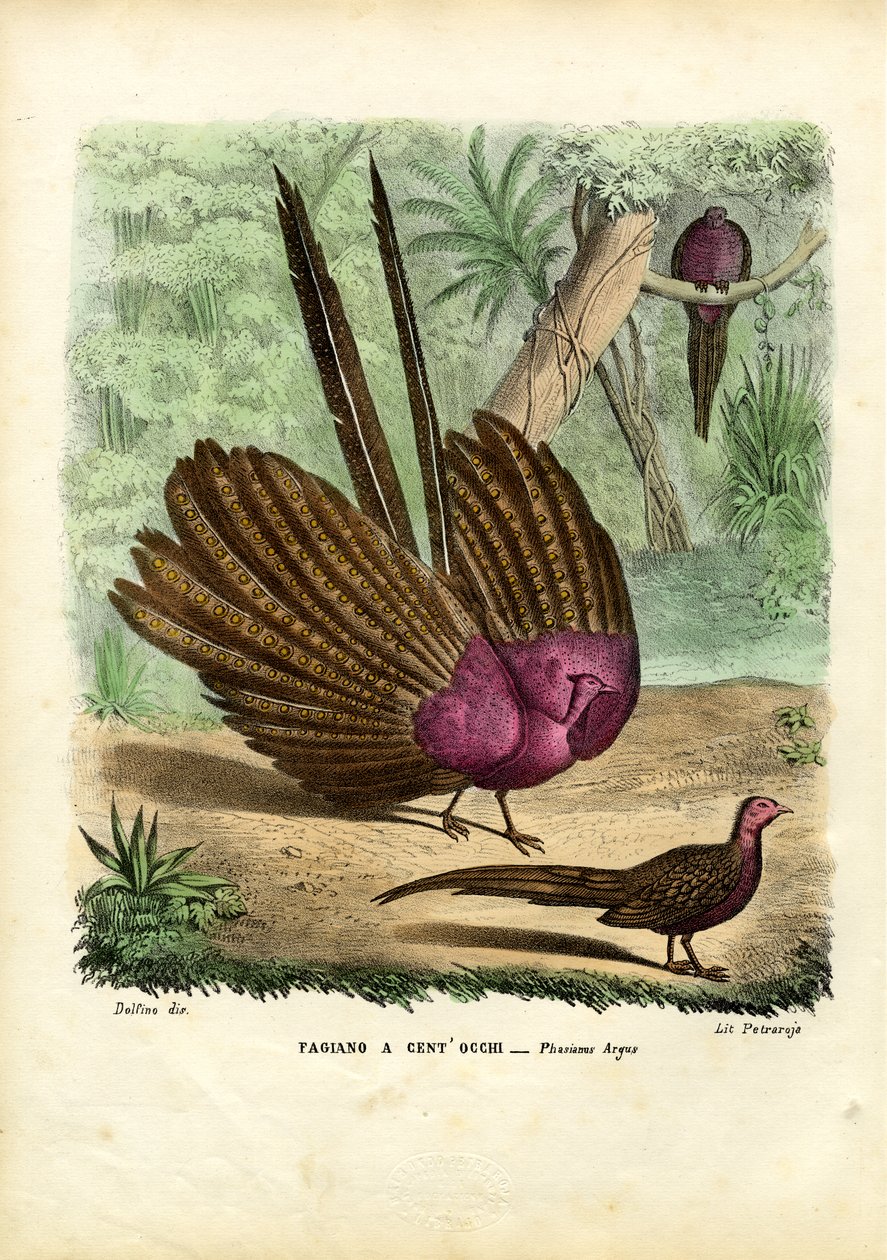 Argus Pheasant，1863-79 作者 雷蒙多·彼得罗亚