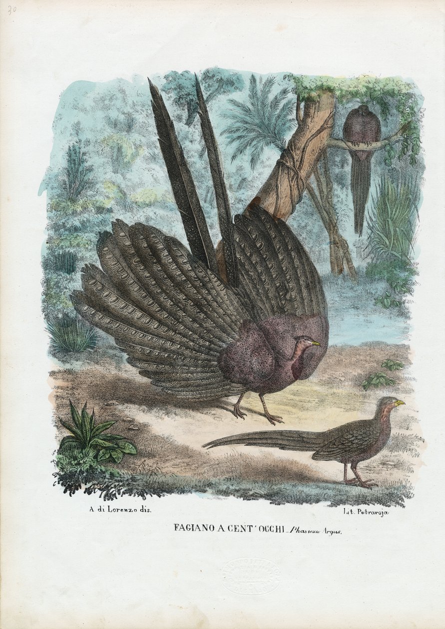 Argus Pheasant，1863-79 作者 雷蒙多·彼得罗亚