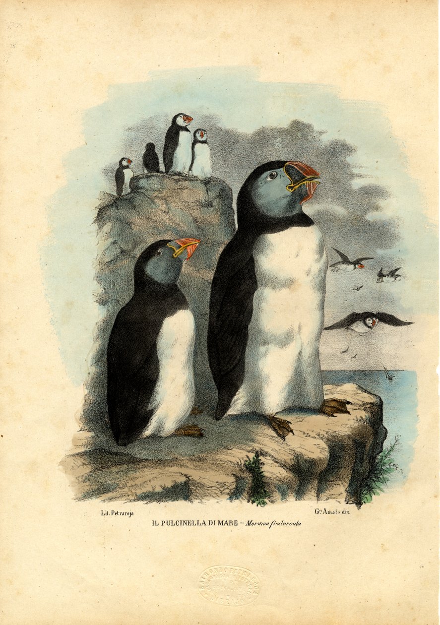 大西洋海鹦，1863-79 作者 雷蒙多·彼得罗亚