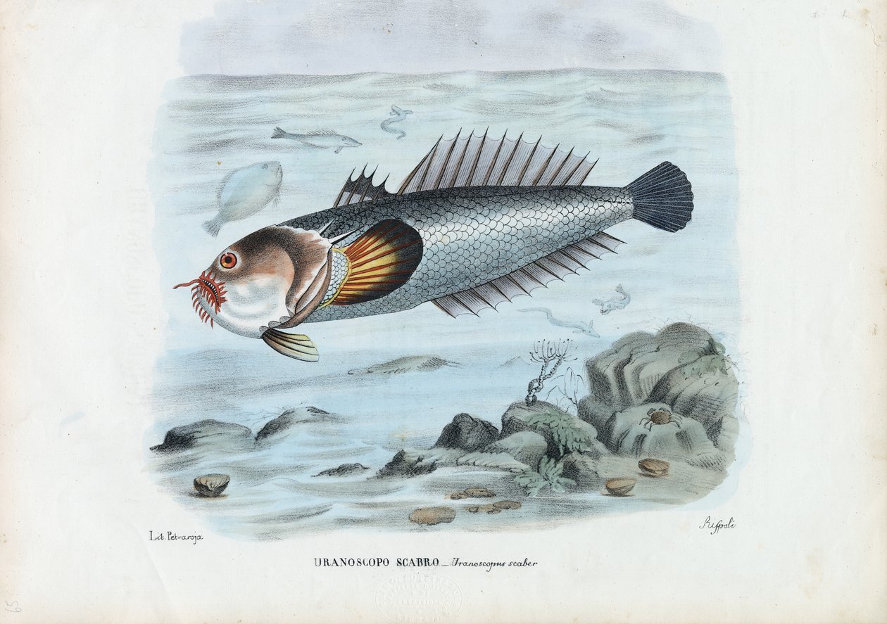 Atlantic Stargazer，1863-79 作者 雷蒙多·彼得罗亚