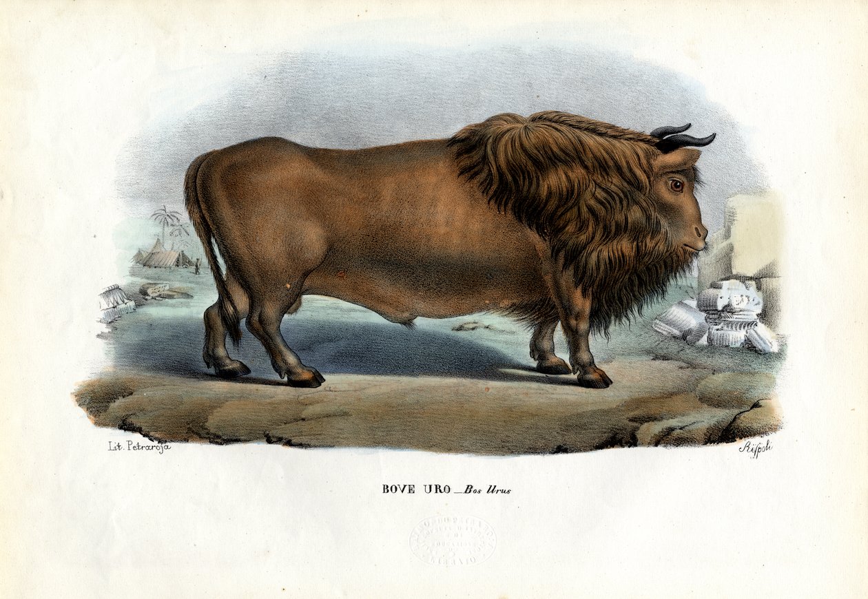 Aurochs，1863-79 作者 雷蒙多·彼得罗亚