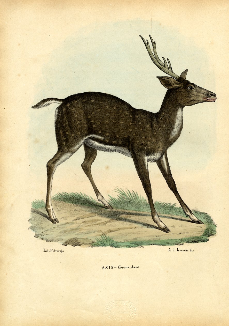 Axis Deer，1863-79 作者 雷蒙多·彼得罗亚