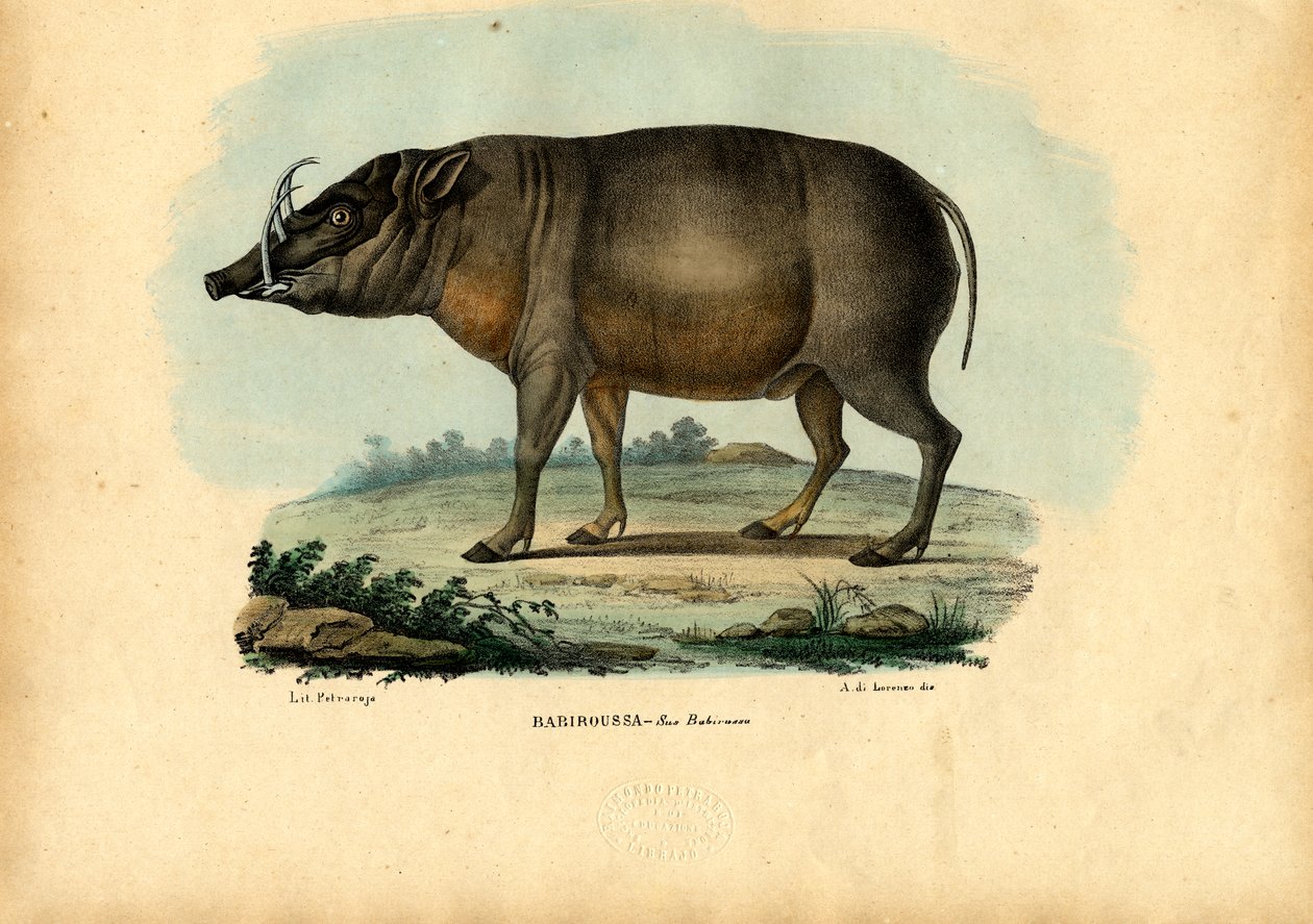 Babirusa，1863-79 作者 雷蒙多·彼得罗亚