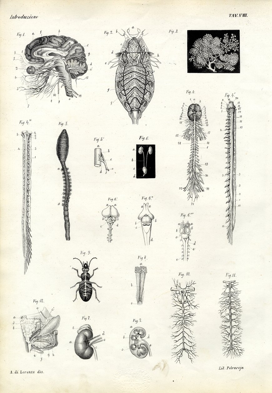 Backbones，1863-79 作者 雷蒙多·彼得罗亚