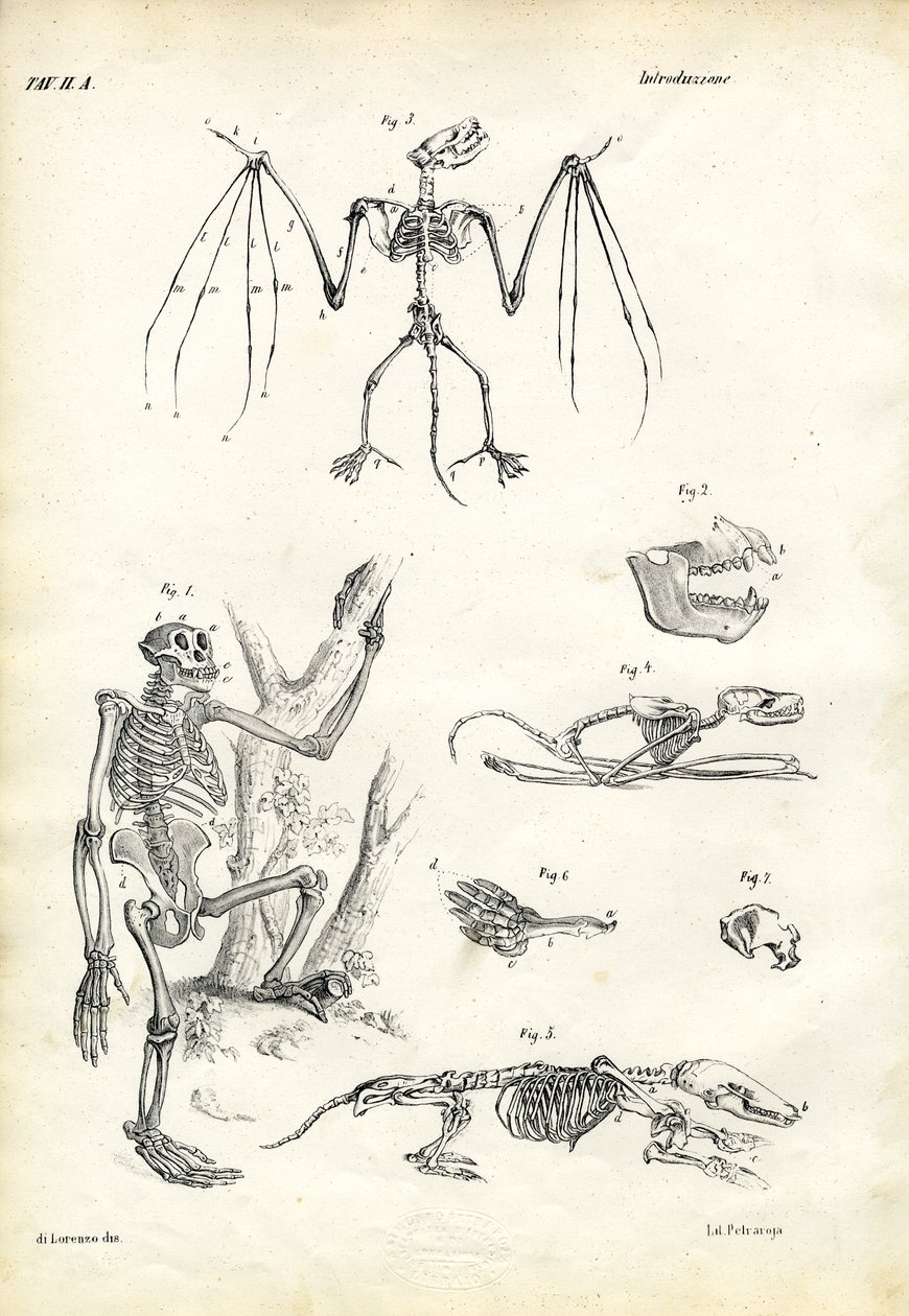 蝙蝠，1863-79 作者 雷蒙多·彼得罗亚
