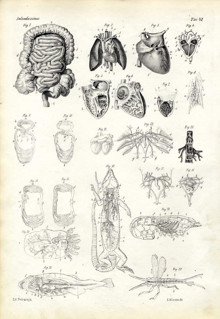 血液系统，1863-79 作者 雷蒙多·彼得罗亚