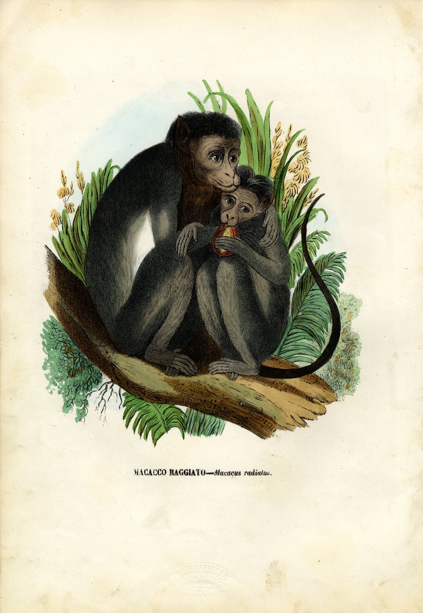 Bonnet Monkey，1863-79 作者 雷蒙多·彼得罗亚