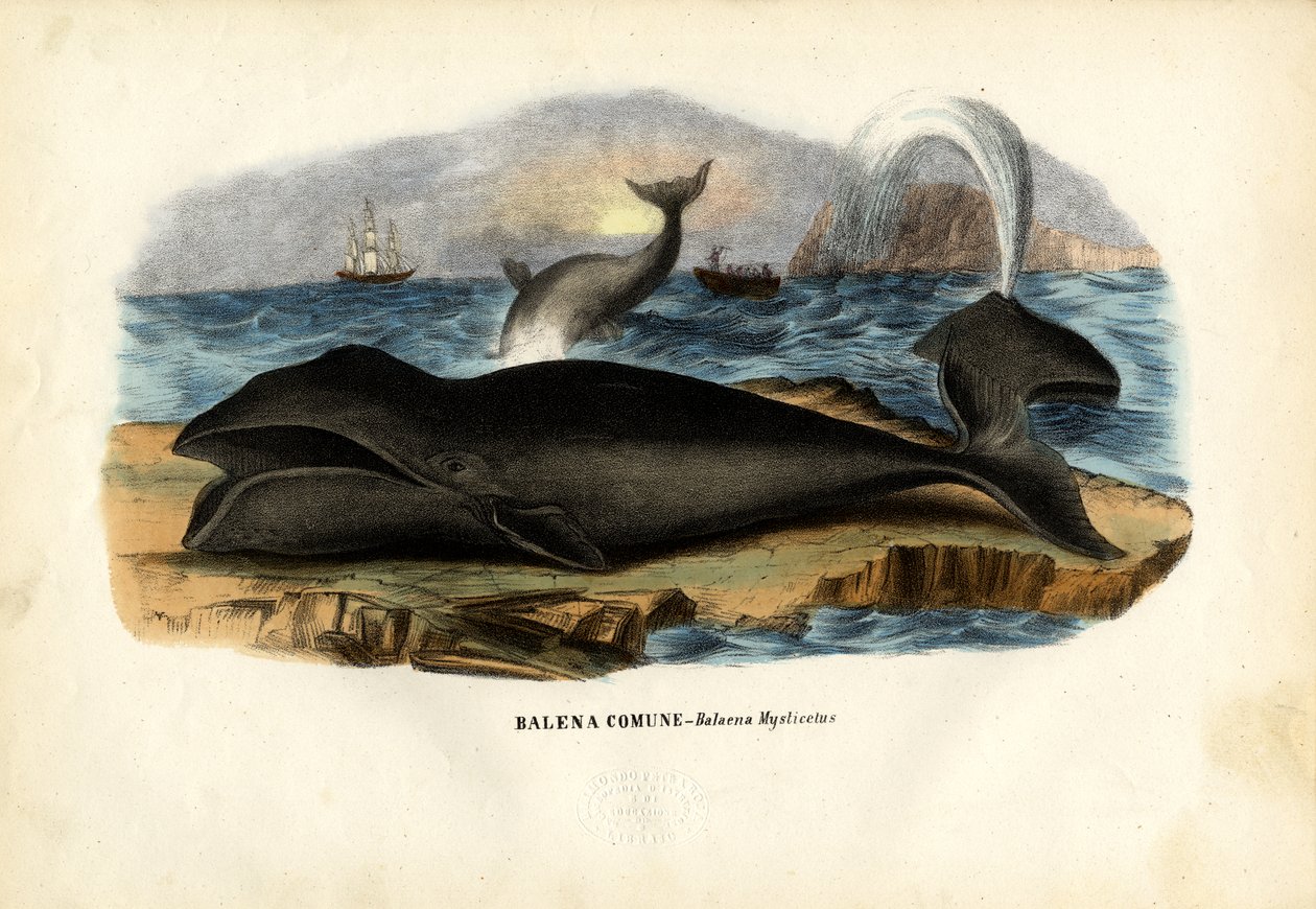 Bowhead Whale，1863-79 作者 雷蒙多·彼得罗亚