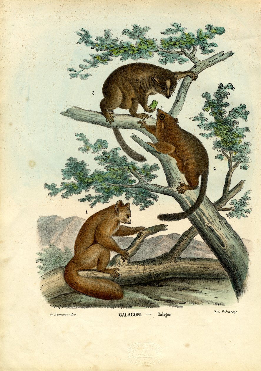 Bushbaby，1863-79 作者 雷蒙多·彼得罗亚