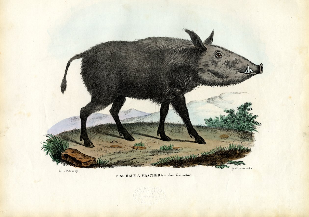 Bushpig，1863-79 作者 雷蒙多·彼得罗亚