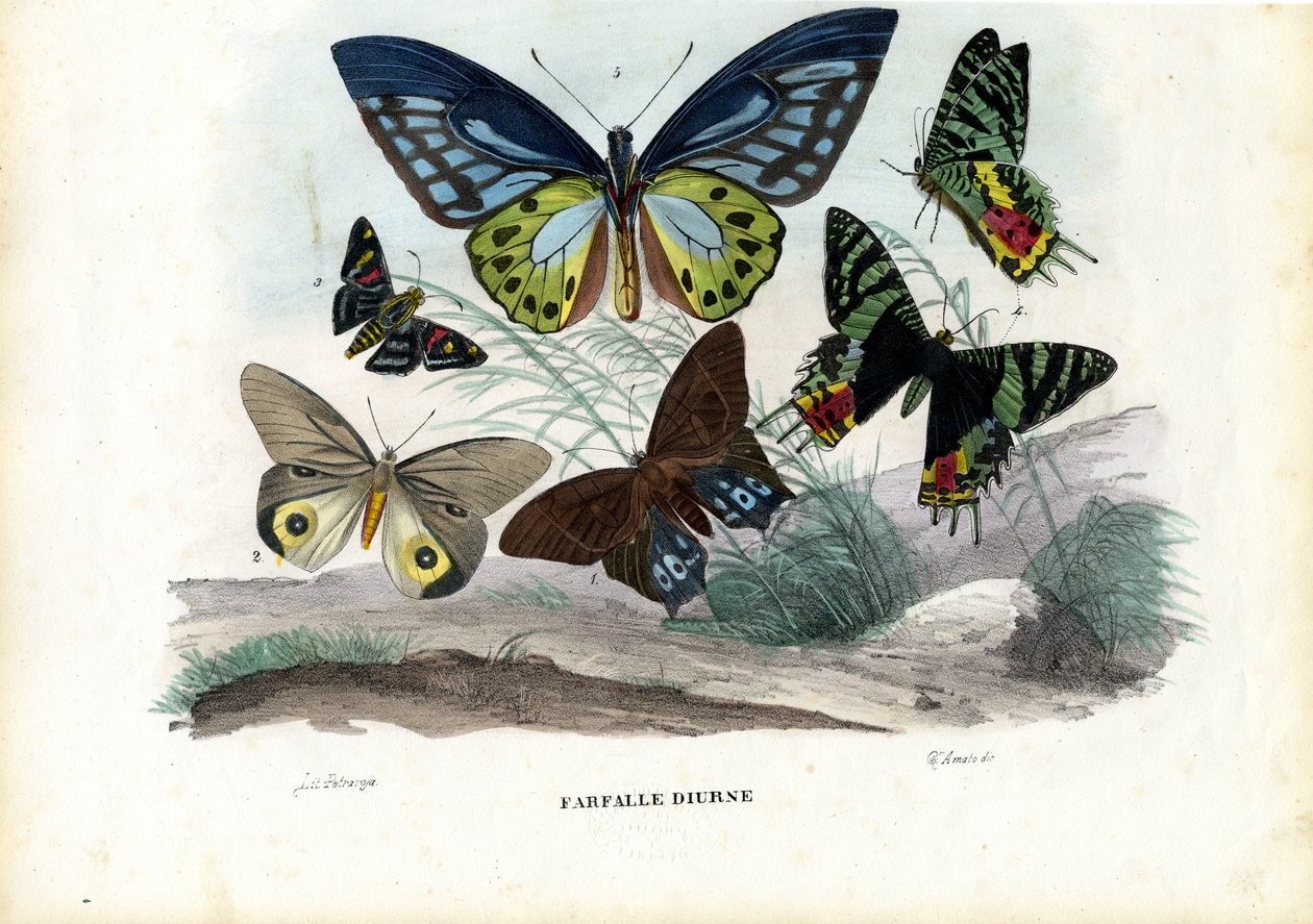 蝴蝶，1863-79 作者 雷蒙多·彼得罗亚