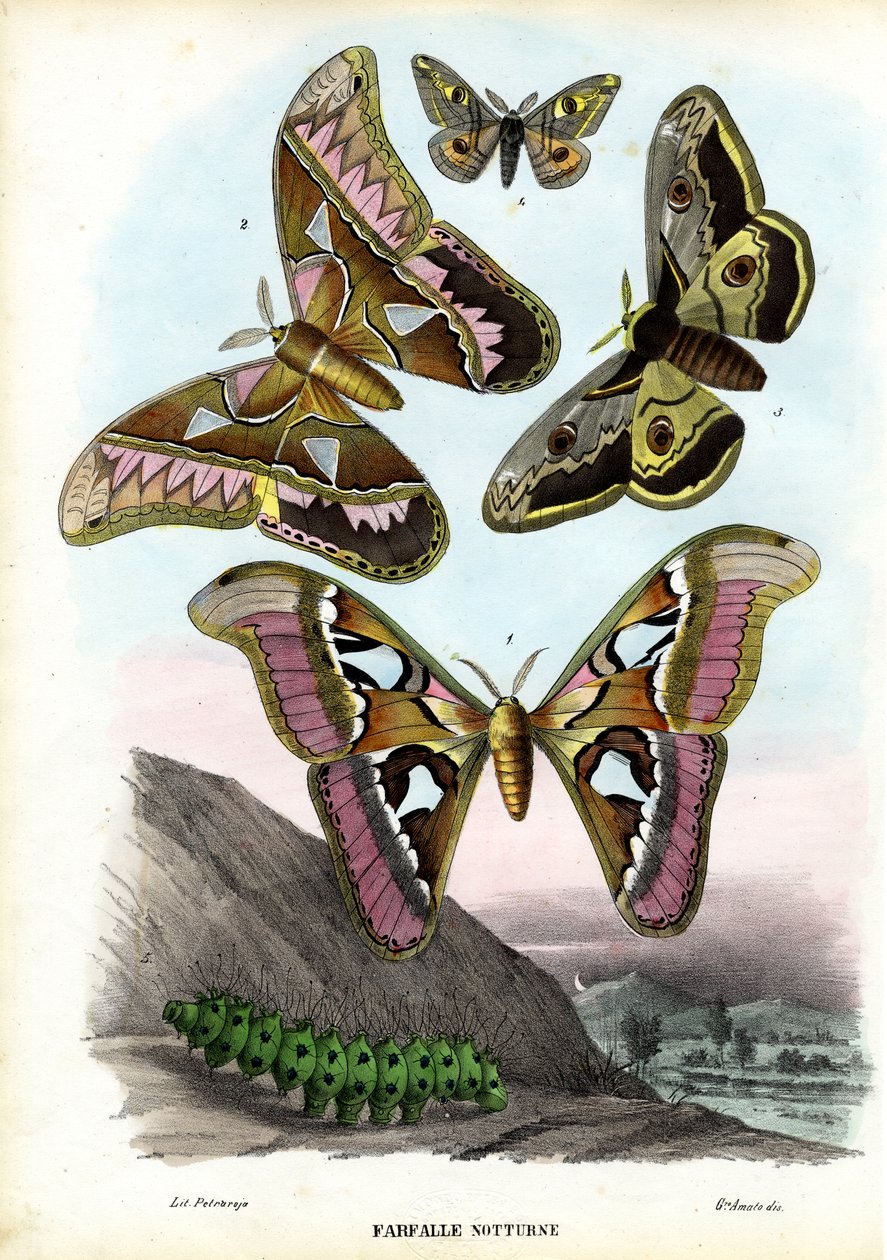 蝴蝶，1863-79 作者 雷蒙多·彼得罗亚