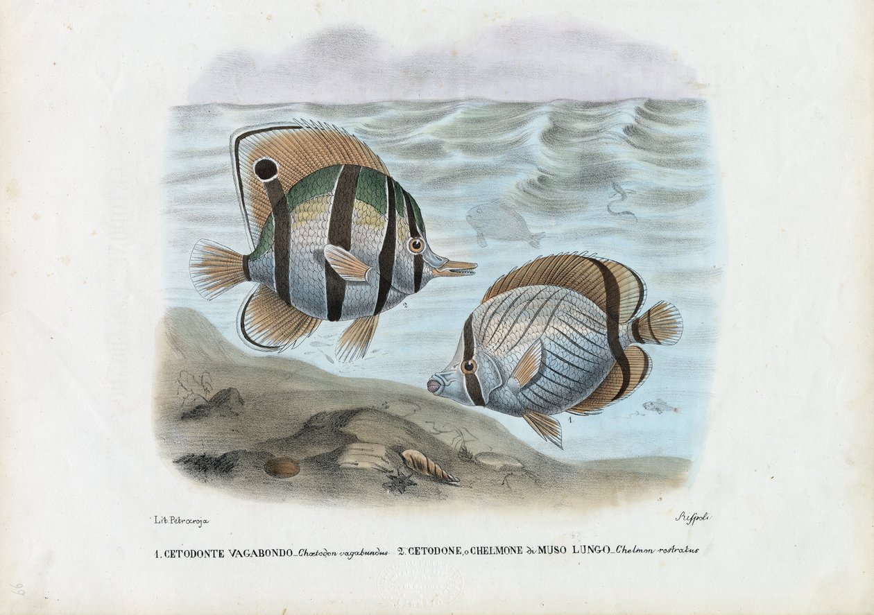 蝴蝶鱼，1863-79 作者 雷蒙多·彼得罗亚