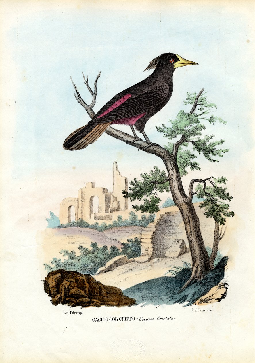 Cacique，1863-79 作者 雷蒙多·彼得罗亚