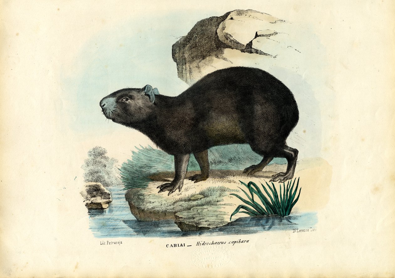 Capibara，1863-79 作者 雷蒙多·彼得罗亚