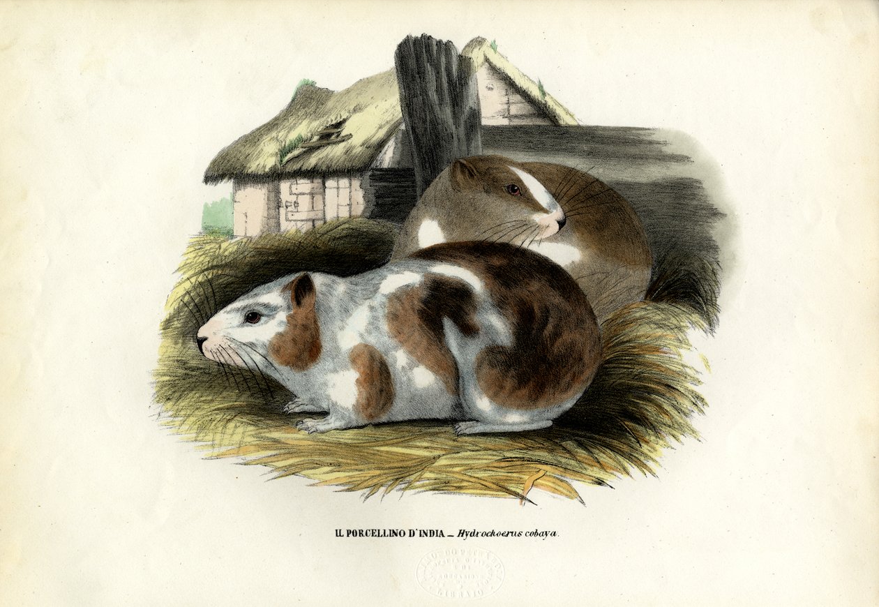 卡维，1863-79 作者 雷蒙多·彼得罗亚