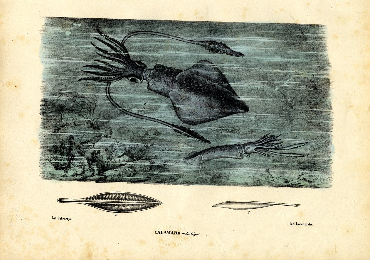 头足类动物，1863-79 作者 雷蒙多·彼得罗亚