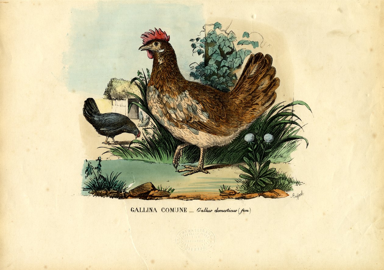 鸡肉，1863-79 作者 雷蒙多·彼得罗亚
