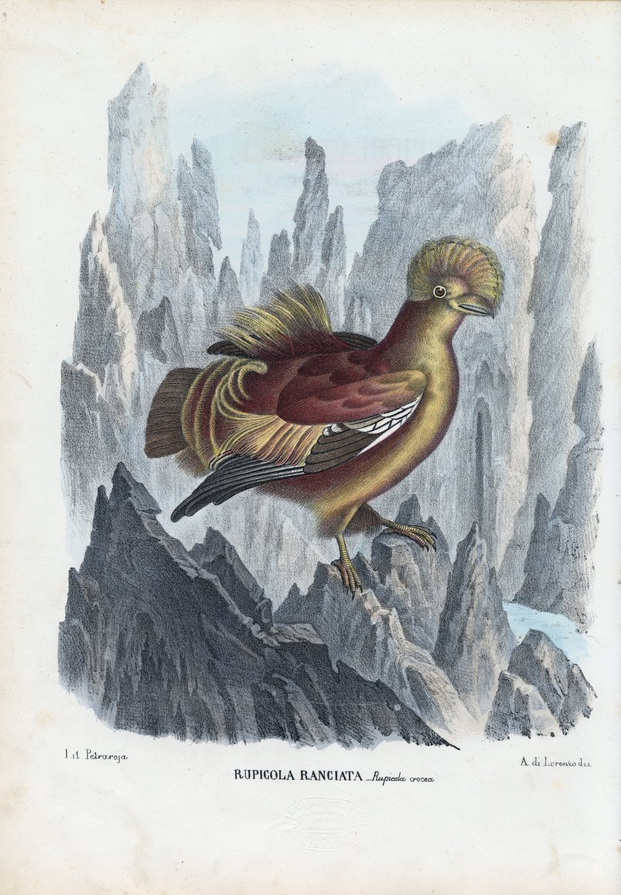 Cock-Of-The-Rock，1863-79 作者 雷蒙多·彼得罗亚