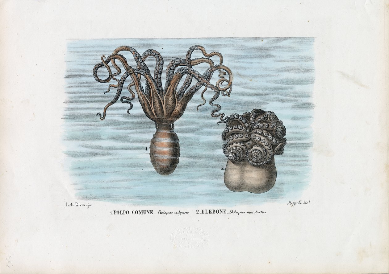 普通八达通，1863-79 作者 雷蒙多·彼得罗亚