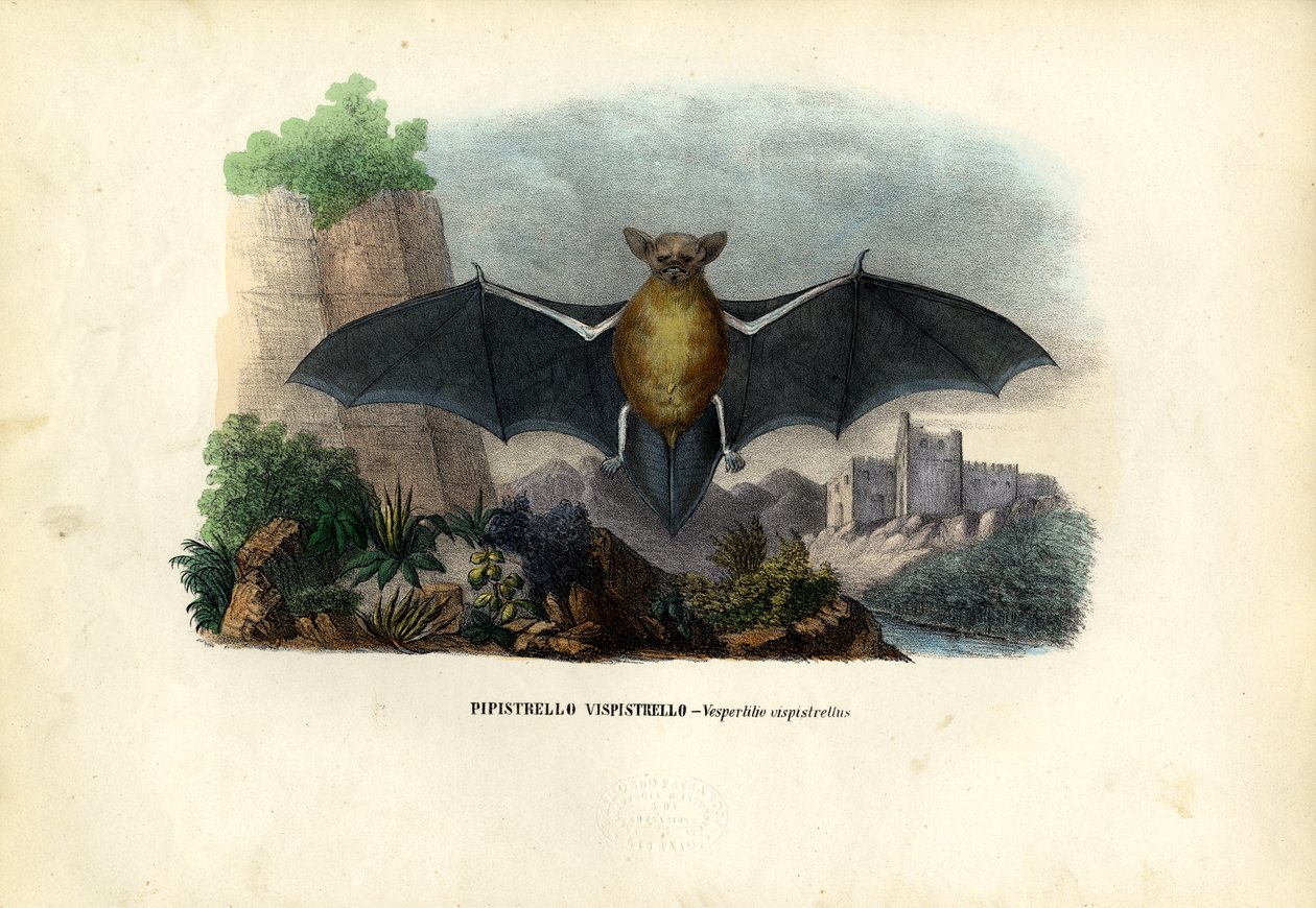 普通Pipistrelle，1863-79 作者 雷蒙多·彼得罗亚