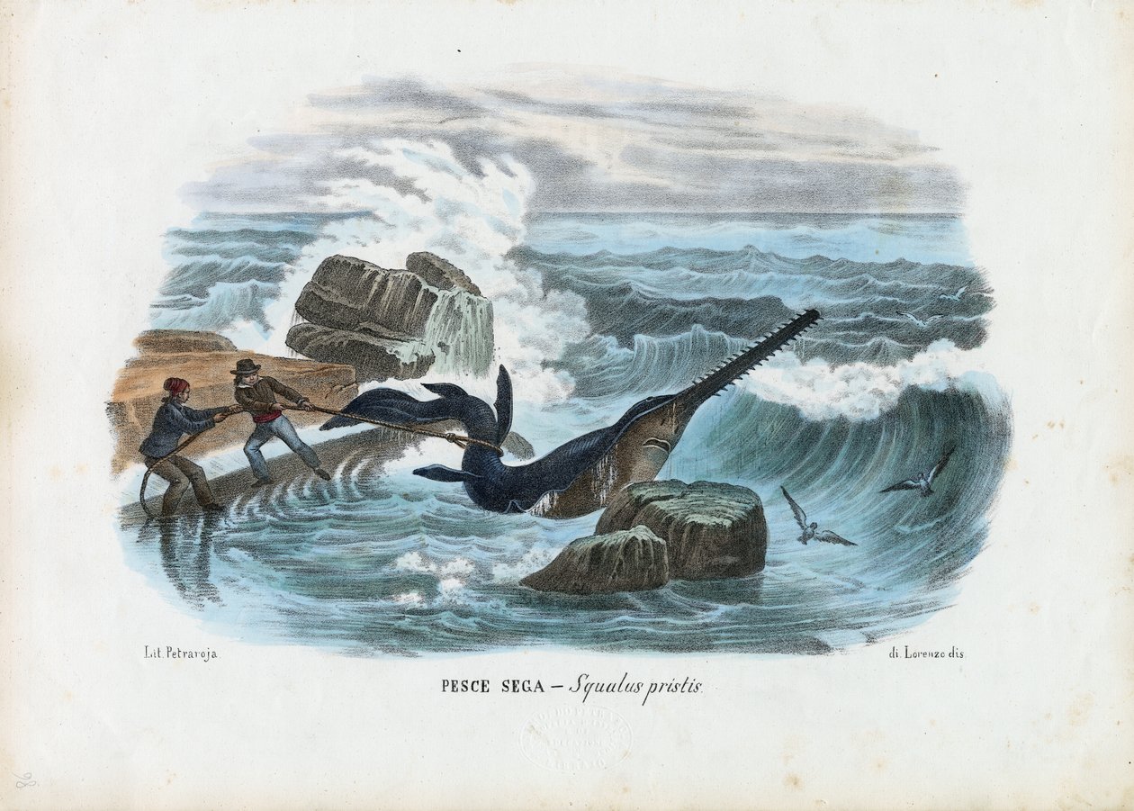 常见的锯fish，1863-79 作者 雷蒙多·彼得罗亚