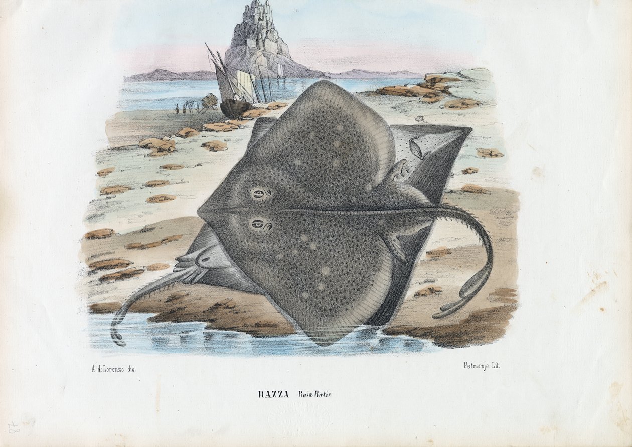 Common Skate，1863-79 作者 雷蒙多·彼得罗亚